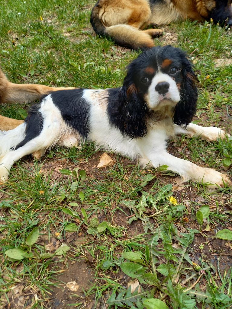 Cachou du logis des harfangs