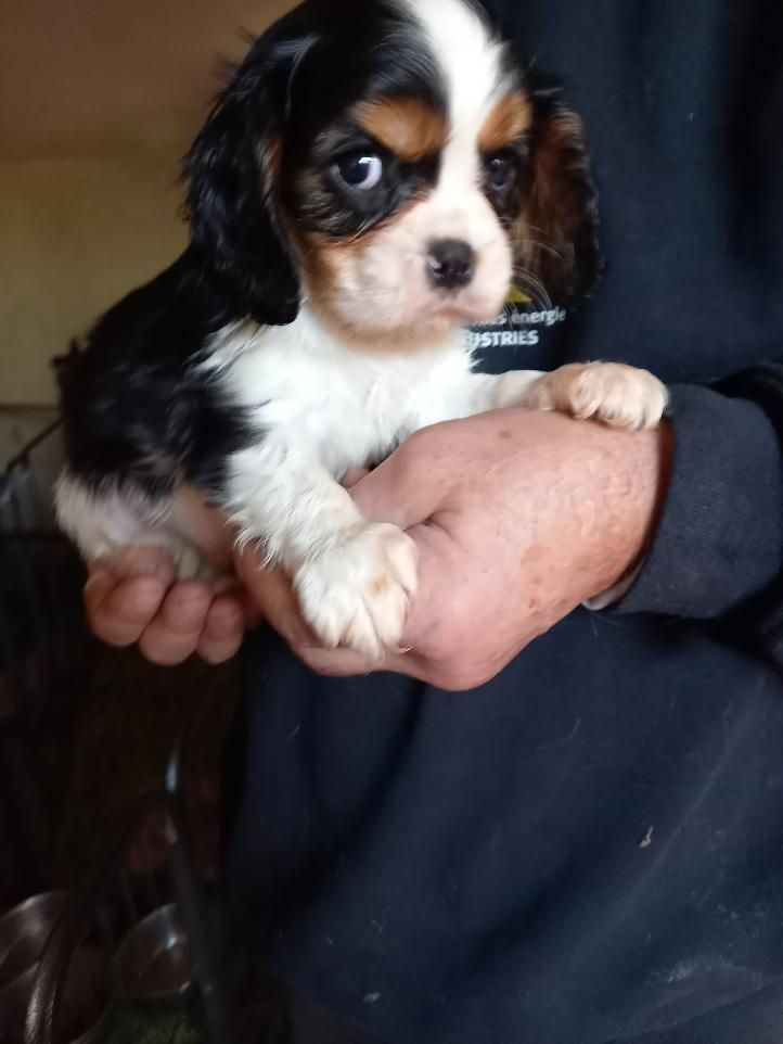 du logis des harfangs - Chiot disponible  - Cavalier King Charles Spaniel