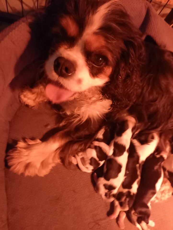 du logis des harfangs - Chiot disponible  - Cavalier King Charles Spaniel