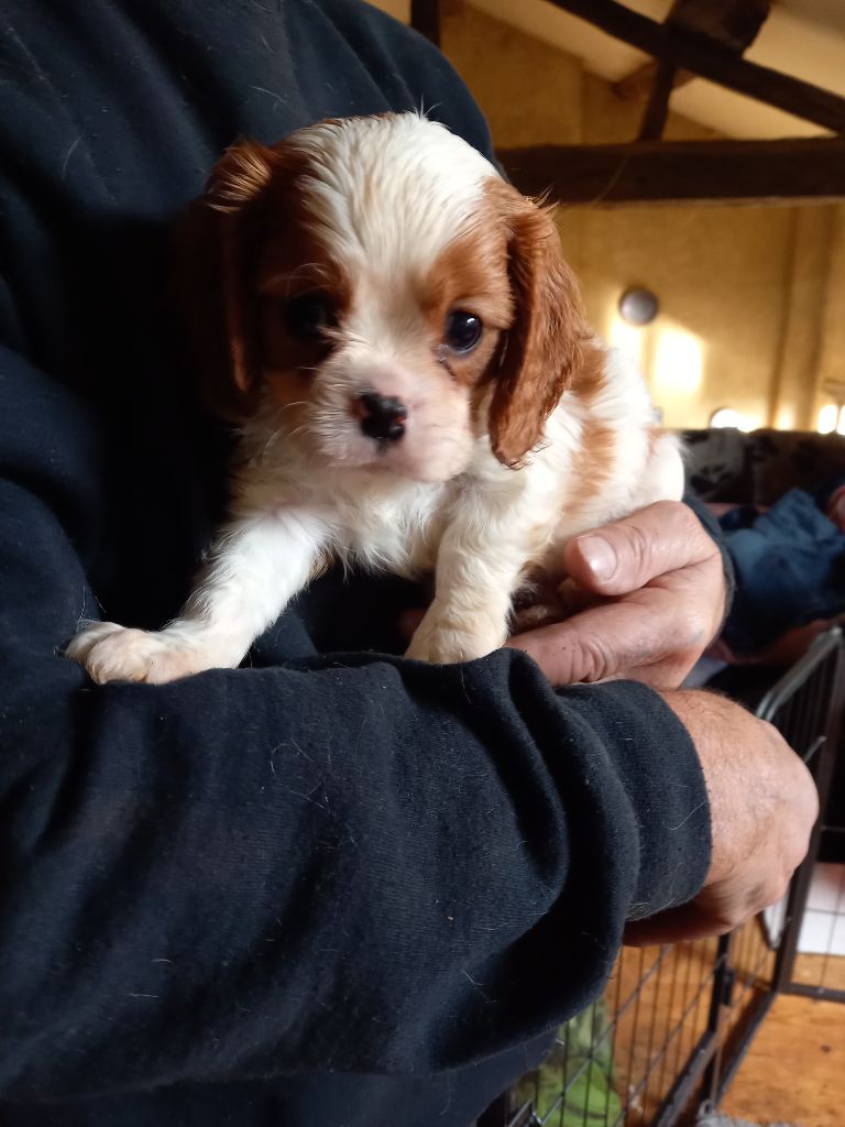 du logis des harfangs - Chiot disponible  - Cavalier King Charles Spaniel