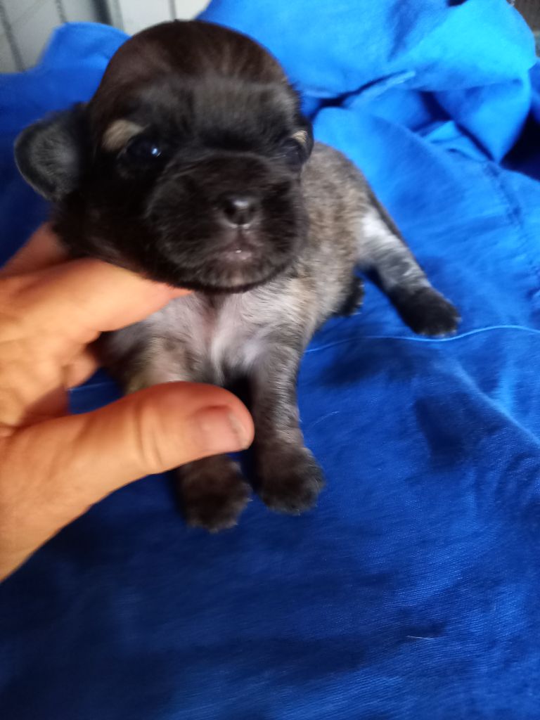 du logis des harfangs - Chiot disponible  - Epagneul tibetain