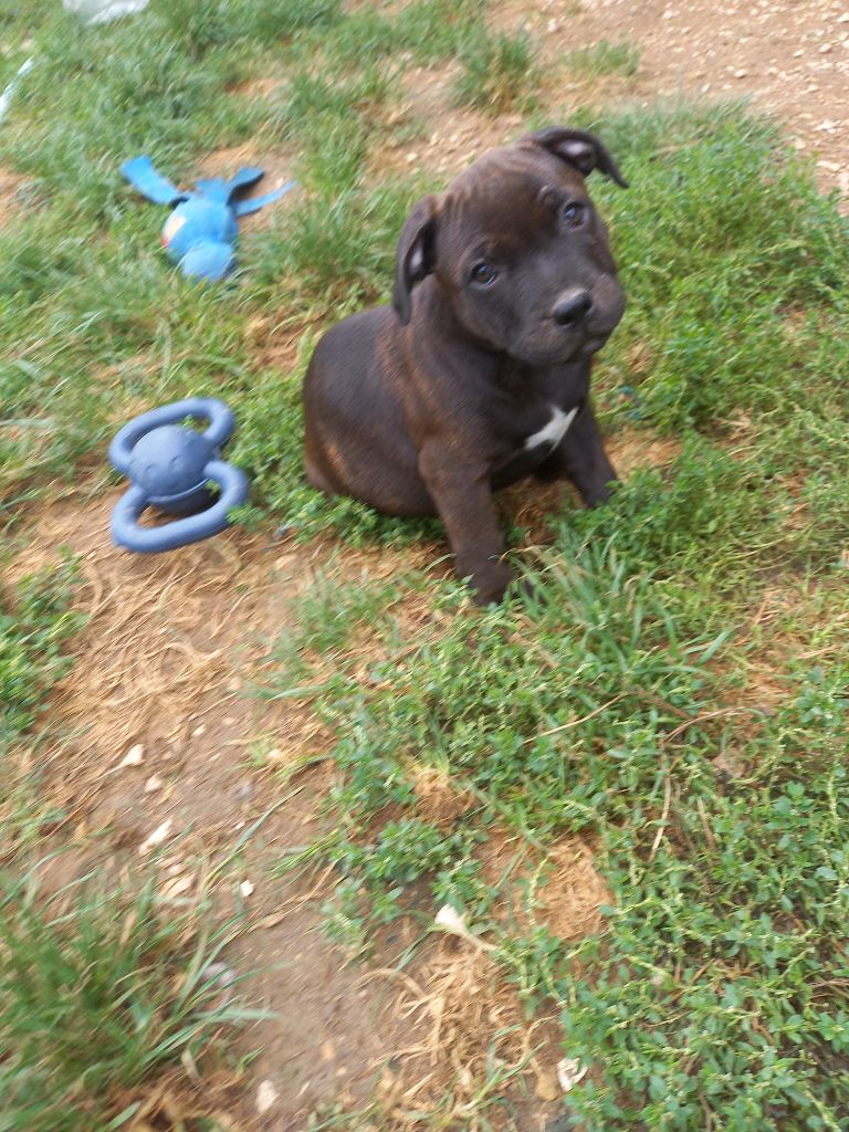 du logis des harfangs - Chiot disponible  - Staffordshire Bull Terrier