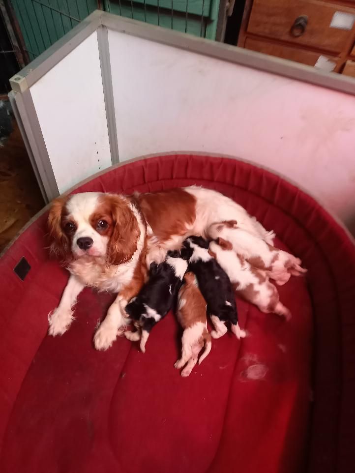 chiot Cavalier King Charles Spaniel du logis des harfangs