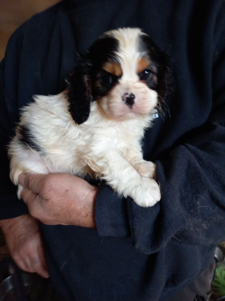 du logis des harfangs - Chiot disponible  - Cavalier King Charles Spaniel