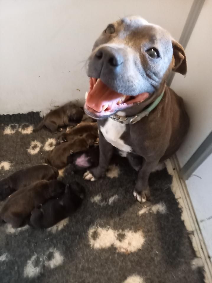 chiot Staffordshire Bull Terrier du logis des harfangs