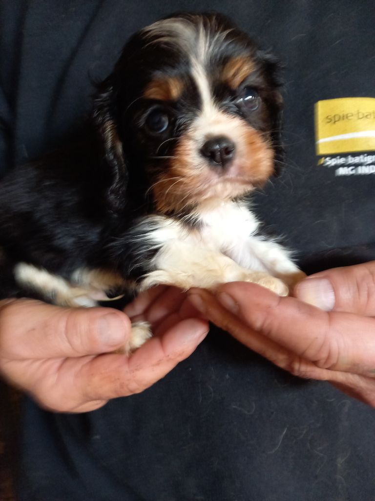 du logis des harfangs - Chiot disponible  - Cavalier King Charles Spaniel