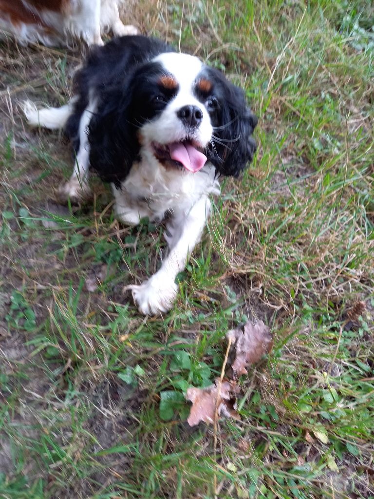 Penny lane du logis des harfangs