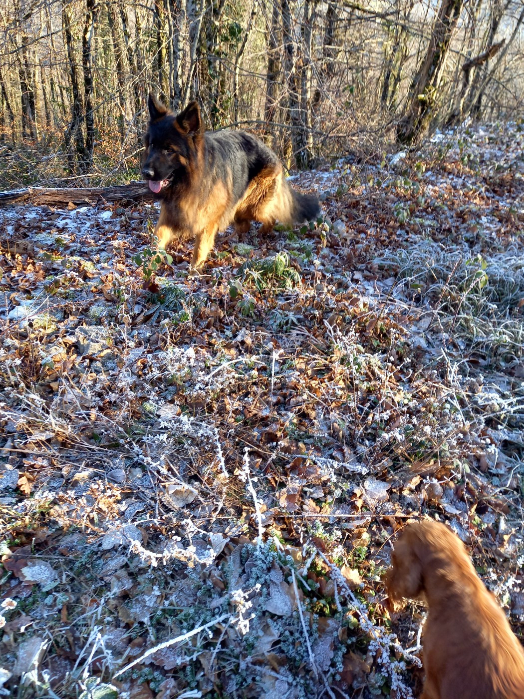 Volf Von Angelius Team