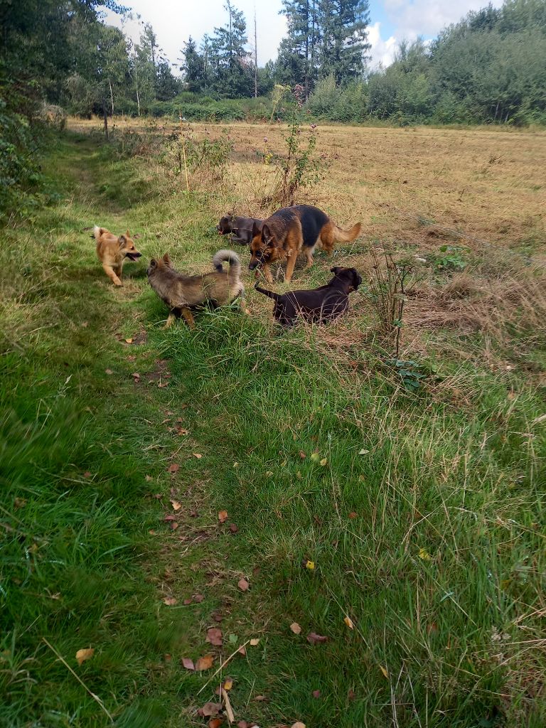 Uline du logis des harfangs