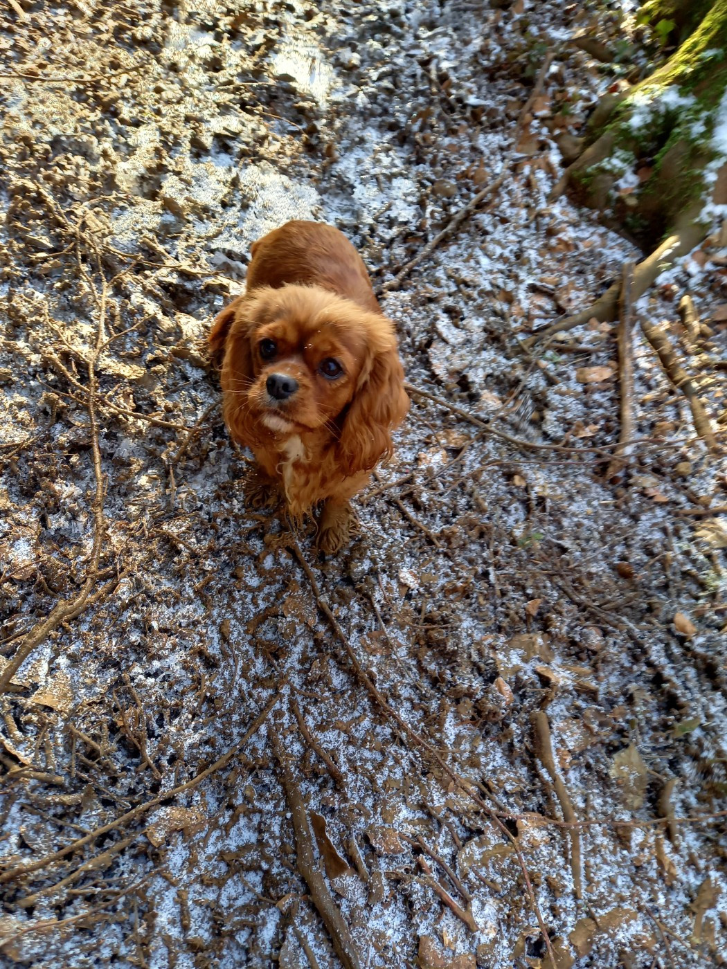 Tryan du logis des harfangs