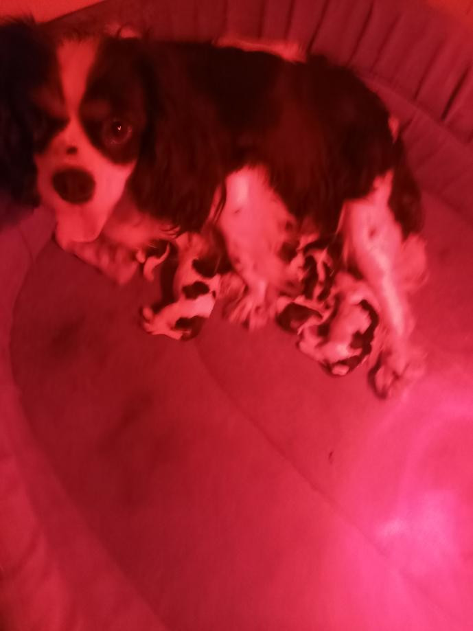 du logis des harfangs - Cavalier King Charles Spaniel - Portée née le 21/12/2025