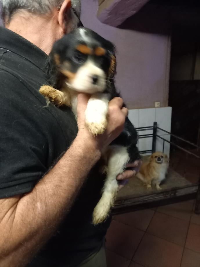 du logis des harfangs - Chiots disponibles - Cavalier King Charles Spaniel