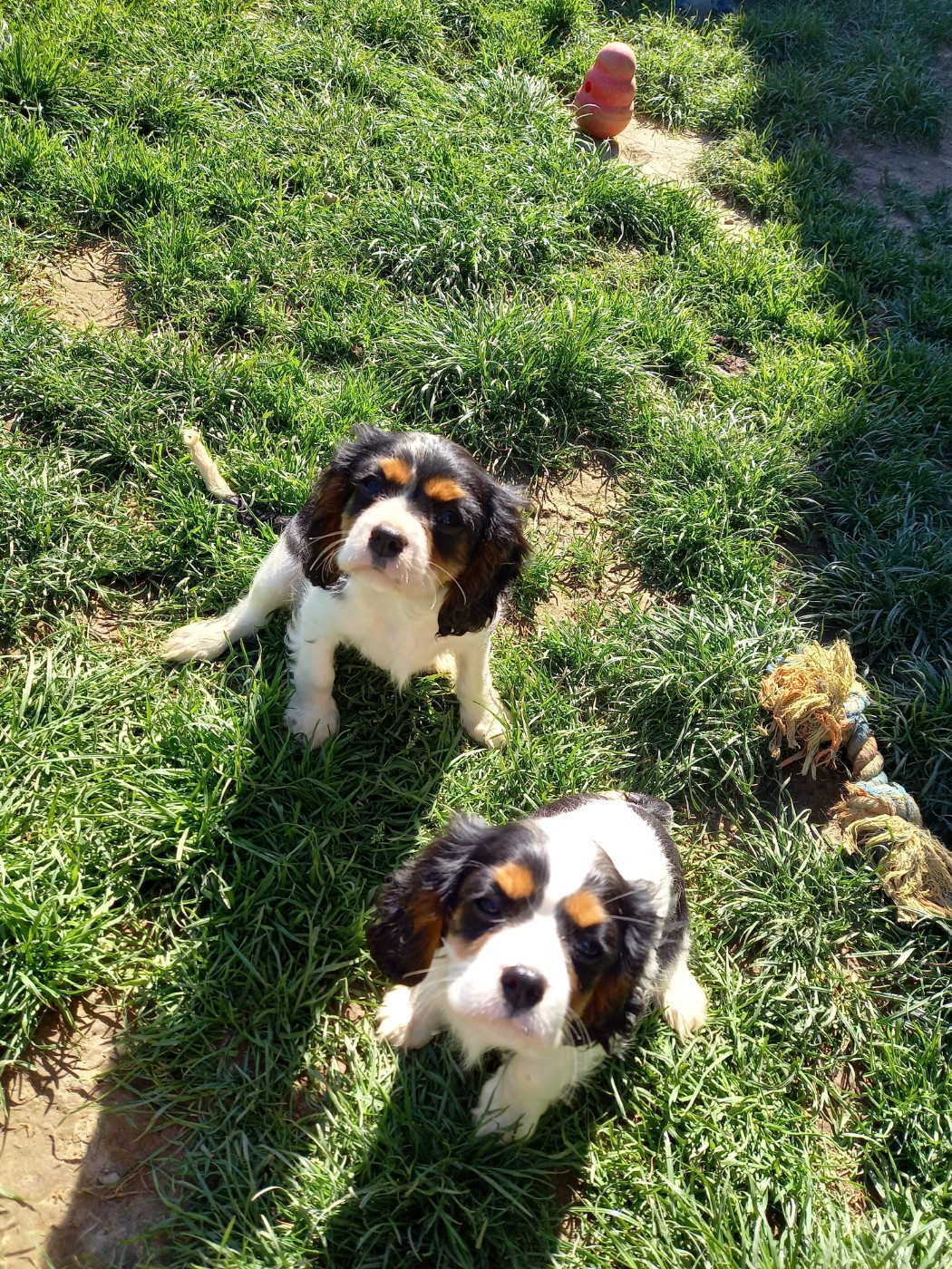 du logis des harfangs - Chiots disponibles - Cavalier King Charles Spaniel