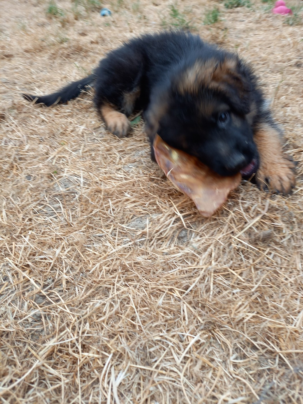 du logis des harfangs - Chiots disponibles - Berger Allemand