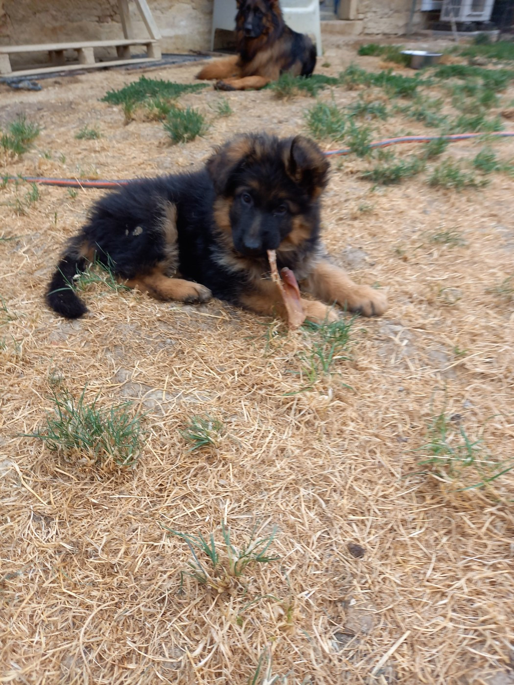 du logis des harfangs - Chiots disponibles - Berger Allemand