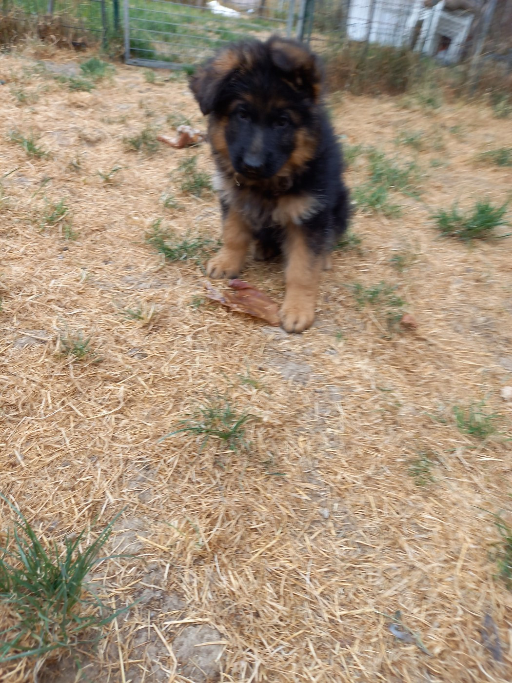 du logis des harfangs - Chiots disponibles - Berger Allemand