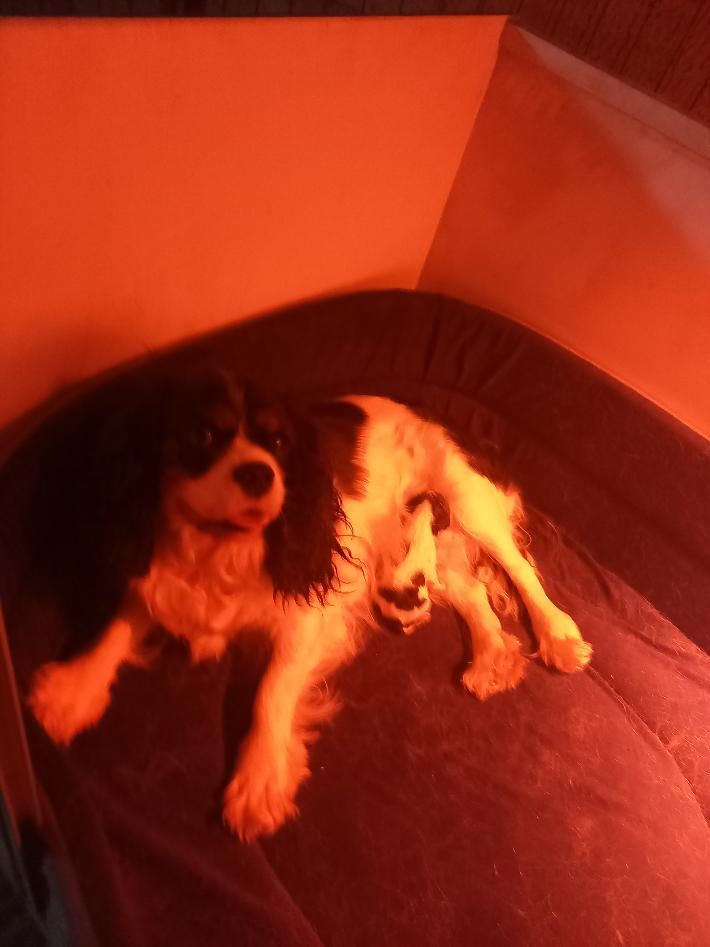 Chiot Cavalier King Charles Spaniel du logis des harfangs