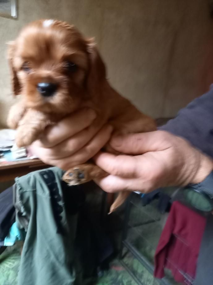 du logis des harfangs - Chiots disponibles - Cavalier King Charles Spaniel