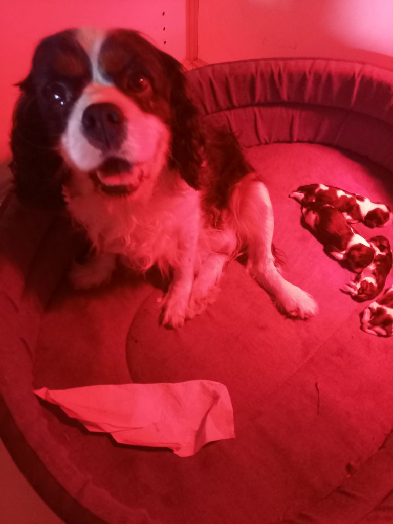 du logis des harfangs - Cavalier King Charles Spaniel - Portée née le 21/09/2025