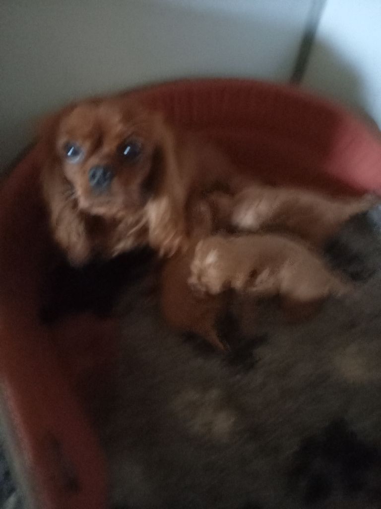 du logis des harfangs - Cavalier King Charles Spaniel - Portée née le 02/11/2025