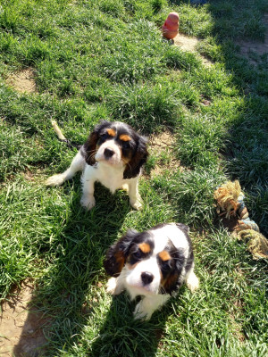 CHIOT 4