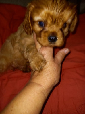 ARRY