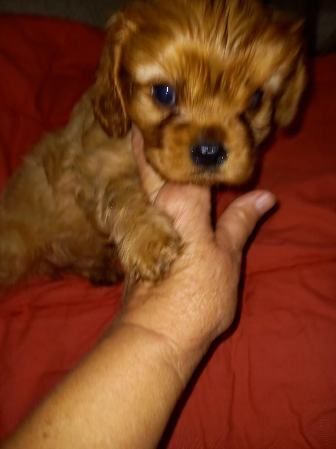 du logis des harfangs - Chiots disponibles - Cavalier King Charles Spaniel