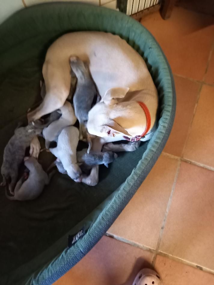 Chiot Whippet du logis des harfangs