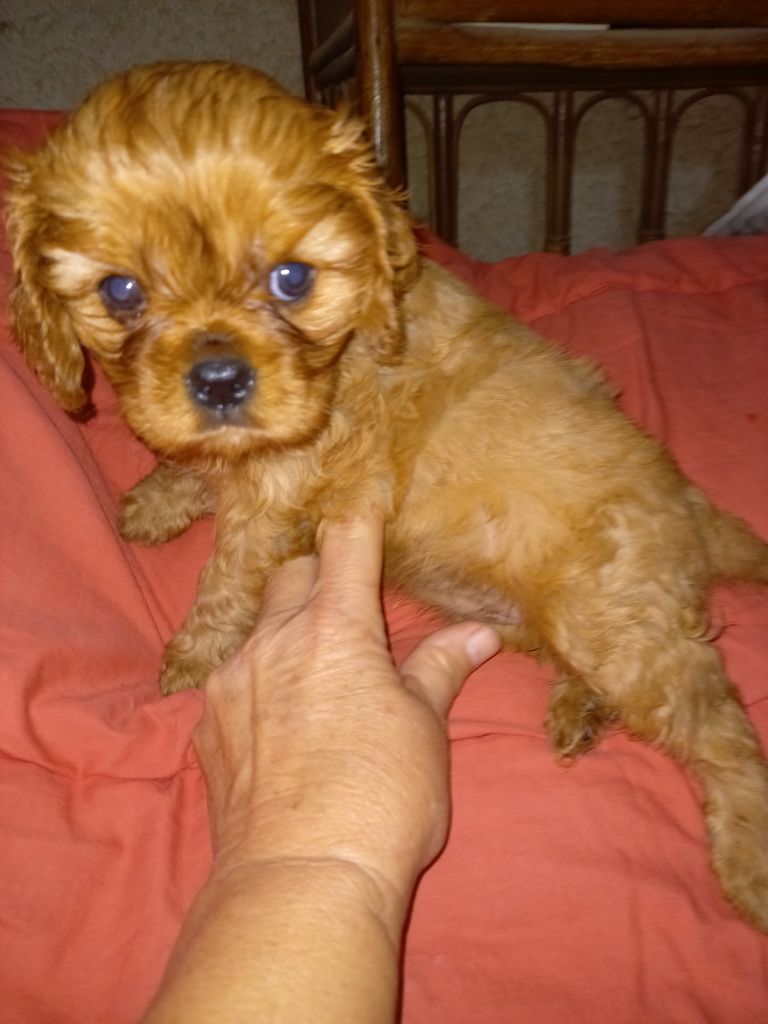du logis des harfangs - Chiots disponibles - Cavalier King Charles Spaniel